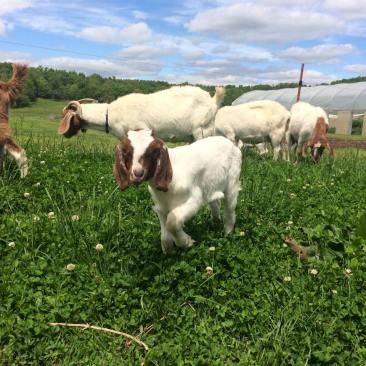 13151527_1178492205538279_8537621686483757428_n